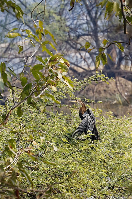 Keoladeo national park-106